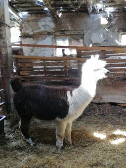 Alpaca purebreed females and males - 2