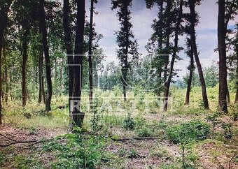 1959 M2 POZEMOK NA STROMODOM TRENČIANSKE TEPLICE - 2