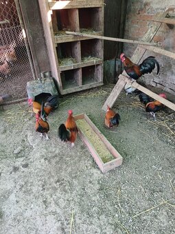 Predám Liliputky - 2