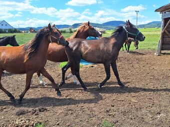 Arabský plnokrvník žrebec - 2