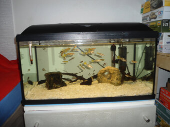 Akvárium 50 l - 2
