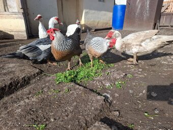 Vlaška strieborná - 2