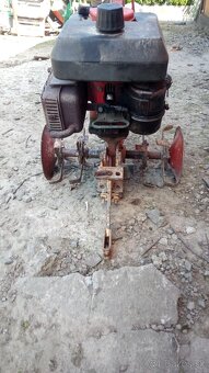 Predám Tera Vari jikov - 2