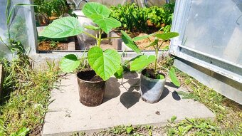 Sadenica rýchlorastúceho stromu Paulownia hybrid 9501 - 2