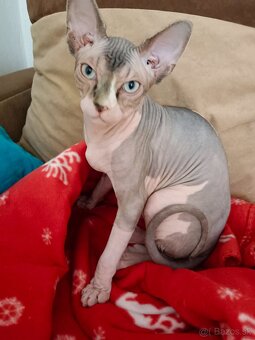 Kanadsky sphynx - 2