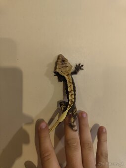 Pagekon riasnaty - 2