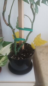 Rhaphidophora tetrasperma (Monstera Minima) - 2