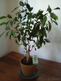 Predám Bonsai Ficus Ginseng - 2