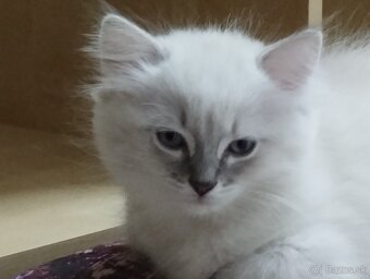 RAGDOLL - 2