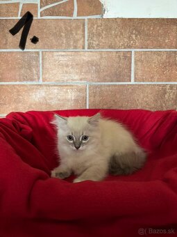 RAGDOLL - 2
