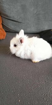 Zakrslý zajačik - 2