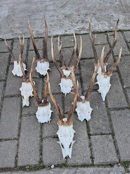 Trofej trofeje paroh parohy parozie zhody - 2