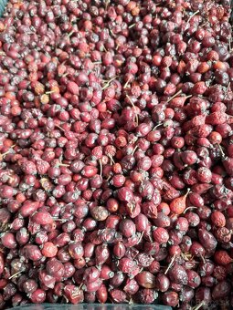 Predam susene  sipky - 2