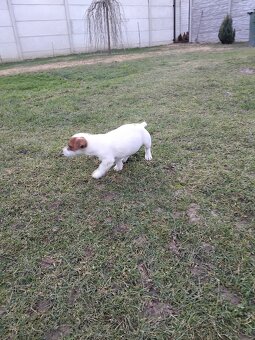 Predám šteňatá Jack Russel  Terier - 2