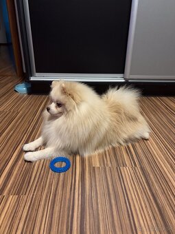 Pomeranian s PP, EU Pas, FCI - 2