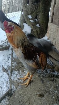 Kohút araucana - 2