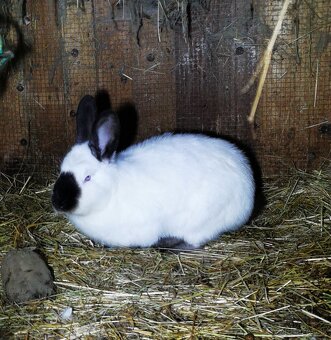 Kalifornsky kralik - 2