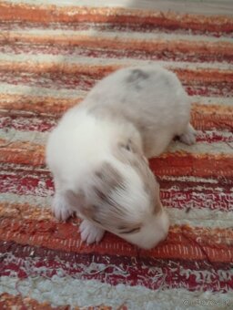 Border kolia,collia - 2