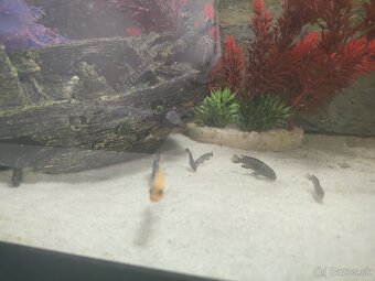 Africké cichlidy - 2