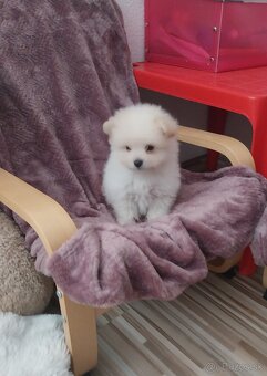 Pudel X Pomeranian - 2