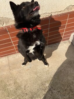 Darujeme mladého psíka - 2