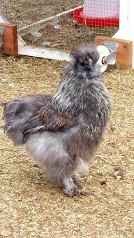 Hodvábnička- kohút - 2