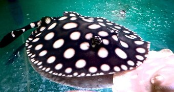 Potamotrygon Black biamond big spot - 2