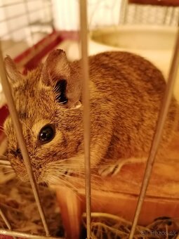 Osmák Degu - 2