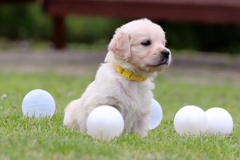 Zlatý retriever/ Golden retriever - 2