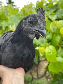 Ayam cemani - 2
