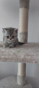 Britská mačka MRAMOR TABBY - 2