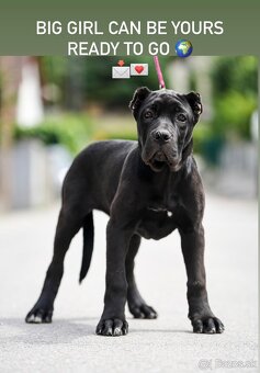 Bandog, Molos, Mastif - 2