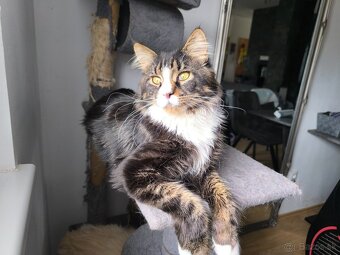 Ponukam na krytie kocura- Maine coon - 2
