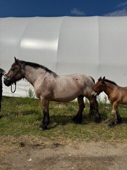 Arden kobyla +zrieba - 2