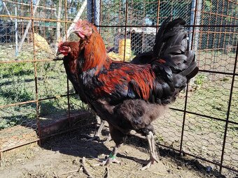 Predám čistokrvných kohútov- Maranska medenokrká - 2