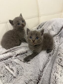 Britské mačiatka - 2