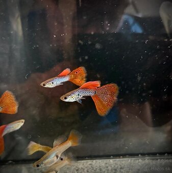 Guppy_čisté formy - 2