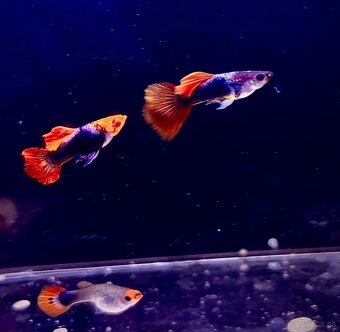 Guppy_čisté formy - 2