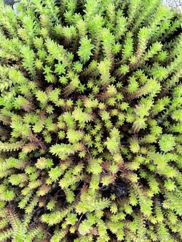 Krásne rozchodniky - trvalky vhodné do skalky alebo záhradky - 2