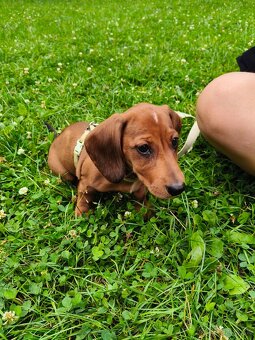 Predám šteniatko trpasličieho jazvečíka - 2