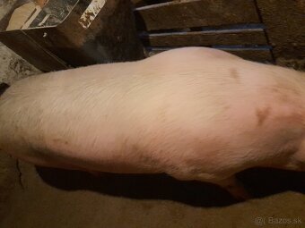 Predam ošipanu . Krmnika - 2