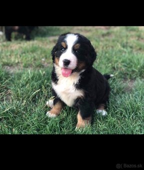 Salašnicky bernsky pes šteniatka - 2