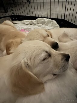 Šteniatko zlatého retrievera - 2