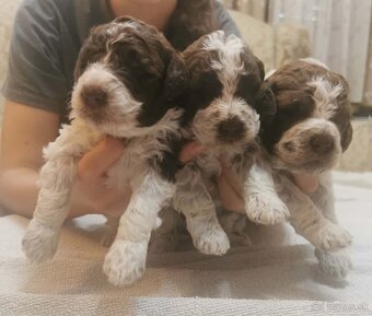Lagotto Romagnolo steniatko - 2
