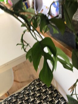 Rhaphidophora tetrasperma (mini monstera) - 2