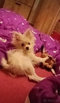 Pomeranian špic - 2