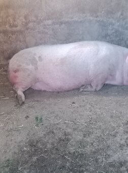 Predám - 2