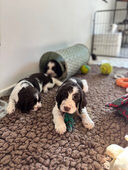 Anglicky Springerspaniel s PP - 2