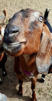 100% AN koza pripustená - 2