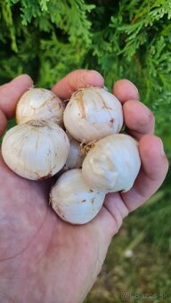 Okrasný cesnak Purple Sensation 80-100 cm 0,60€ - 2